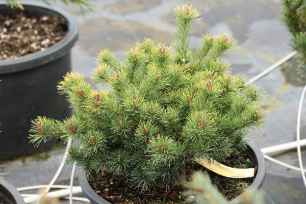 Pinus parviflora 'Nellie'