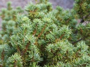 This slow-growing pine has slightly twisted blue-green foliage that is quite short! A unique dwarf that has beautiful color and texture. A rarely-seen variety from the Ossorio collection of Long Island, NY.