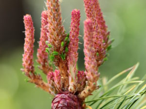 White and pink are two colors one would never expect in a pine, but this selection produces candles with a cream-pink cast in spring, and the new growth can appear almost pure white against the trees older gray-green foliage.
