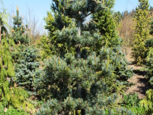 This tree is a slender, pyramidal pine with brilliant blue foliage and profuse cone production at an early age. These colorful clusters are pink and purple, making a terrific color contrast with the silvery foliage.