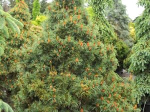 A compact pine with densely-spaced branches and slightly twisted silvery-blue foliage. A colorful display of pollen cones in spring adds a wonderful contrast to this dwarf conifer.