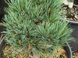 This compact, pyramidal pine has soft, blue-green foliage. A handsome, nicely-shaped selection that looks great and fits in any garden.