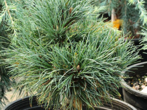 A dwarf, low mounding pine with soft blue-green foliage.