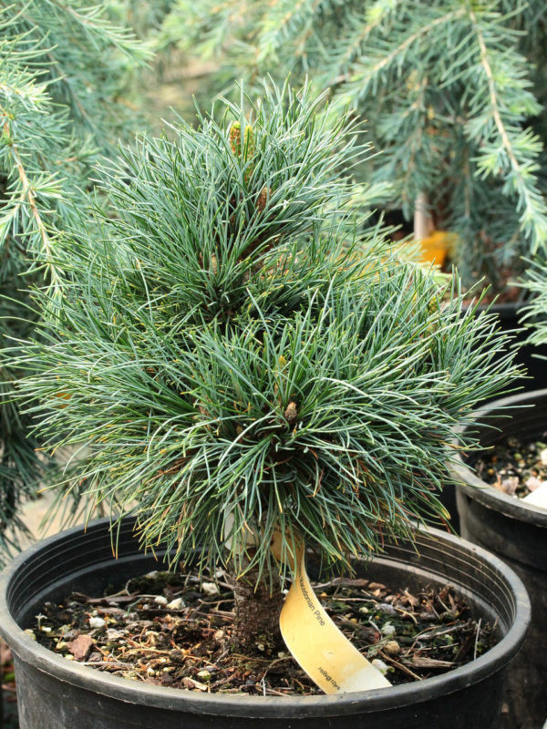 A dwarf, low mounding pine with soft blue-green foliage.