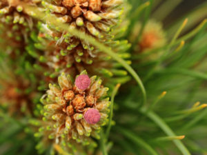 This slow-growing pine has rigid, light-green needles. Not much is known about this uncommon variety.