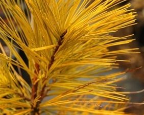 This narrow, upright pine has an open habit and outstanding golden winter foliage. Warm spring weather changes the color to light green. A big impact choice for limited garden spaces, it grows about 8??????_????????åÎå?????????åÎå per year. This selection was introduced by Hillside Nursery in Lehighton, Pennsylvania about 1970.