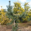 Each one of these fast growing, upright pines has a unique character and develops into a statuesque garden feature. Long, narrow, blue-green needles decorate the weeping secondary branches. The bark is thin, rough, and furrowed.