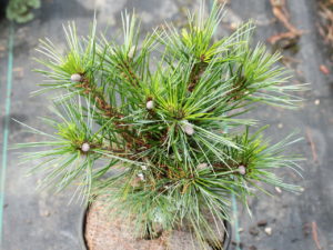 This slow-growing pine was found as a witch's broom. Light green color and soft texture characterize this new variety.