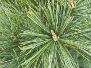 A columnar white pine that is an improvement over 'Fastigiata.' This selection is more dense with a more narrow habit than 'Fastigiata.' The branches are also much more stiff, so it is more resistant to snow load. Rich blue-green needles. Also known as 'Bennett Fastigiate.'