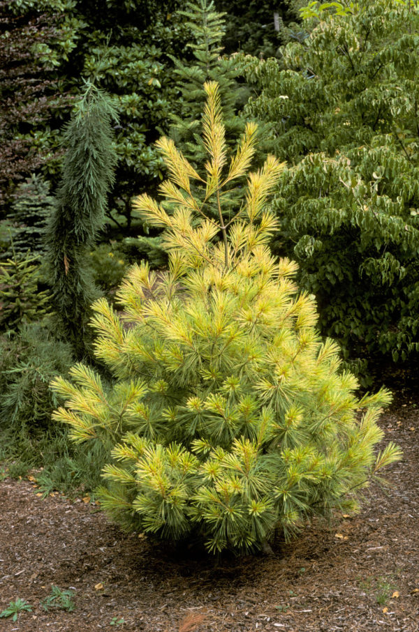 An open conical form and yellow-banded blue-green needles. When the needles emerge, then entire plant is bright gold. Susceptible to burn in full sun, we recommend planting in partial shade. Also known as 'Bennett O.D.'