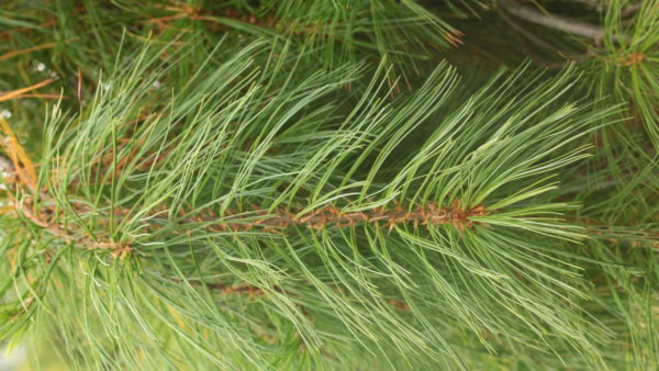 Silvery, blue-green needles are very thin and droop from the graceful branches of this narrow conifer. A choice, colorful, and elegant selection that was found as a seedling of 'Pendula'.