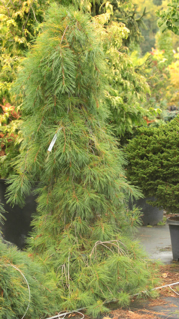 Silvery, blue-green needles are very thin and droop from the graceful branches of this narrow conifer. A choice, colorful, and elegant selection that was found as a seedling of 'Pendula'.