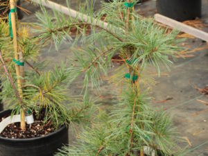 A strict weeping pine with somewhat clumped needle formation named for Bob Fincham and introduced along with 'Dianne's Soft Shoulders', a cultivar commemorating his late wife. Found as a seedling from 'Pendula'