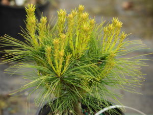 The fairly long needles on this globose pine are a blue-green color. Very soft texture for this cute little pine.