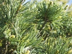 Densely-set, greenish-blue needles with a silver-gray cast are soft to the touch and very thin. This dwarf pine will eventually develop into a compact pine with a pyramidal form.
