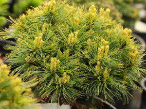 Blue-green needles are soft to the touch on this slow-growing, globose pine. It was found as a witch's broom at Gee Farms.