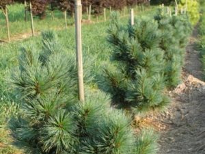 Slow-growing branches on this dwarf pine have blue-green needles of irregular lengths, all of them being shorter than the species.