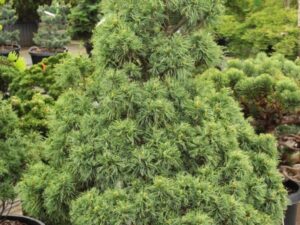 Short, twisted, light-green needles give this dwarf pine a delightful texture. A unique variety that is similar to 'Mini Twists'.