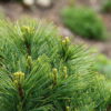 A dwarf to miniature bun shape with thin green needles.  Plant looks like a pillow of soft green foliage.  Also known as 'Horsford Dwarf' or 'Horsford's Dwarf.'