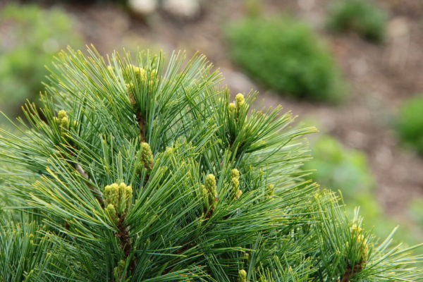 A dwarf to miniature bun shape with thin green needles.  Plant looks like a pillow of soft green foliage.  Also known as 'Horsford Dwarf' or 'Horsford's Dwarf.'