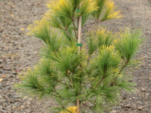 Gold decorates this outstanding pine all year. In the cold of winter, the brilliant golden hue is brightest at the needle tips. In summer, needles change to a wonderful soft golden-green unlike other pines. Globose when young, the medium-sized tree develops a beautiful conical form. Introduced by Greg Williams at Kate Brook Nursery in Vermont. We love this variety.