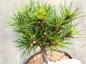 A dwarf pine with soft, short, blue-green needles  found as a witch's broom by Glen Lord.