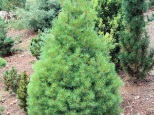 An upright, pyramid-shaped tree with soft, bright green foliage. Found by Sidney Waxman and named for his granddaughter.