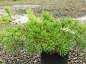 This spreading dwarf pine has long, blue-green needles that make the plant look like a shaggy dog lying on the ground.