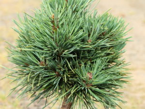 Found by William Bennett in the 1960’s, this remains one of the premier dwarf forms of Scots pine with blue or green foliage. The dense, slow-growing, irregular mound of thick blue-green needles hides its buds in bunches of needles, which makes it a challenge to propagate. As a result, it is not as widely available as it might be. The rounded plant will occasionally send up strong growing shoots, most commonly in colder climates. Tough and adaptable, it likes dry to average moisture.