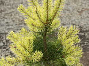 This relatively fast-growing pine has beautiful creamy-white new growth in spring. The color will eventually join that of previous years' growth with a dark green tone by late spring.