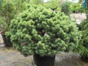 Thick, dense, clumping growth is created by short, blue-green needles. This cultivar is also known as 'Clumber Hump'.