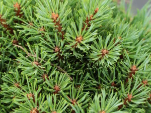 Blue-green needles are very short on this dense, bushy pine. Its pyramidal form and slow growth rate make it an excellent rock garden selection.