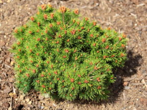 This very compact pine has short, very bright green needles and prominent orange-brown buds. A nice dwarf variety introduced by John Proudsfoot of Scotland.