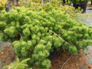 A carpeting form of Scots pine, this selection tends to become layered over time, but it rarely grows over one foot tall. It will spread out and creep along the ground to 8’ or more in time, so it is particularly effective on a bank or hillside. Green to bluish-green needles take on a yellow-green hue in winter. Exposed branching adds character and interest. Tough and adaptable, it likes dry to average moisture. Discovered growing in a Christmas tree plantation about 1970 by Layne Ziegenfuss, Hillside Nursery, Lehighton, PA.