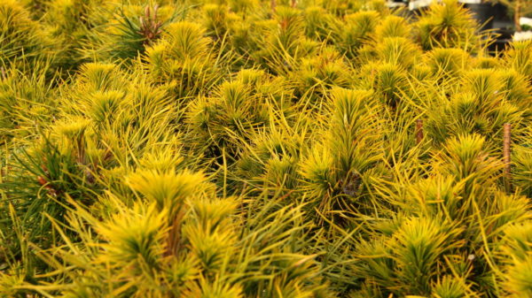 The foliage on this dwarf pine varies in length, with older needles occasionally being 4 times the length of more recent growth! The overall effect forms dense clusters of growth at each branch tip. Color is a deep green in spring and summer but brilliant golden-yellow in winter.