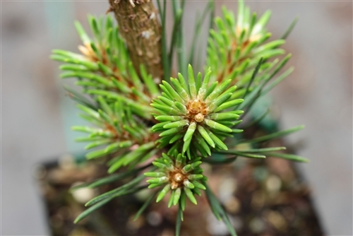 Short needles on this globose pine are a blue-green color. Clusters of orange-brown buds at branch tips make it stand out, esp. in winter. Found as a witch's broom by Sam Pratt &named by Stephanie Krieg to honor its location halfway between Oregon Ducks &Oregon State Beavers campuses.