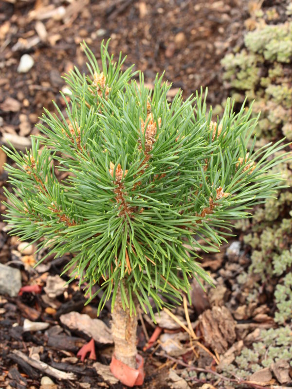 Short needles on this globose pine are a blue-green color. Clusters of orange-brown buds at branch tips make it stand out, esp. in winter. Found as a witch's broom by Sam Pratt &named by Stephanie Krieg to honor its location halfway between Oregon Ducks &Oregon State Beavers campuses.