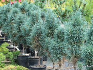 A very narrow columnar form with dark green to gray-green needles. Branching is more dense and needles are retained better than P. sylvestris 'Fastigiata.' An excellent columnar form.