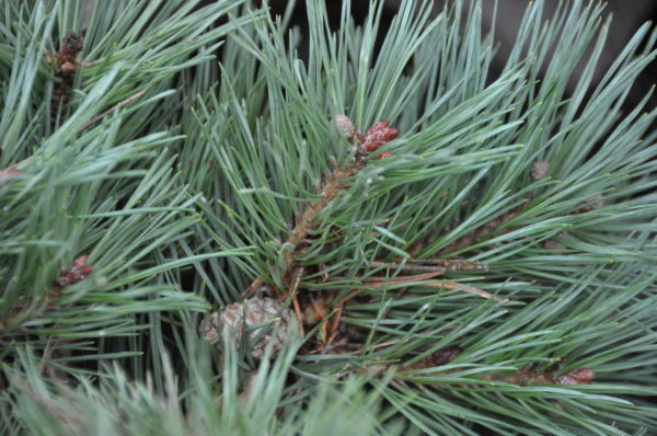 This compact, globose pine was found as a witch's broom by Sam Pratt during a witch's broom hunt with Jo and Henk van Kempen in Oregon. The blue-green foliage, reddish-orange buds and petite cones make this small pine a great new addition.