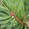 This compact, globose pine was found as a witch's broom by Sam Pratt during a witch's broom hunt with Jo and Henk van Kempen in Oregon. The blue-green foliage, reddish-orange buds and petite cones make this small pine a great new addition.