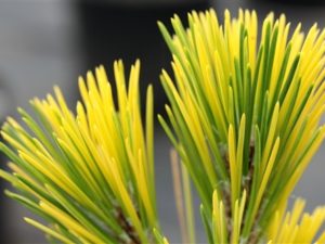 Long, dark-green needles are splashed with a bright golden-yellow variegation. This fast-growing tree is very handsome and it looks outstanding as a large specimen.