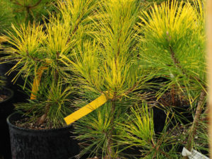 Rich, golden-yellow foliage is most prominent on areas most exposed to sunlight. A beautifully textured plant with remarkable coloration throughout the seasons.