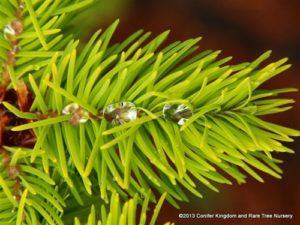 A yellow Douglas fir found by Richard Haslebacher &Lalo Villarreal of Woods Creek Horticultural in Silverton, OR. The yellow mother plant produces true yellow seedlings. Growth rate is typical of species.
