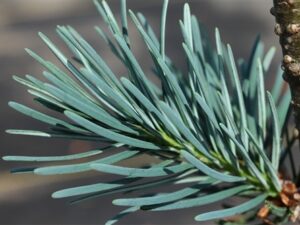 This compact, blue-green Douglas Fir was found as a witch's broom at Evergreen Golf Course in Mt. Angel by Stephanie Krieg. It produces many cones at its branch tips, making it a very attractive dwarf conifer!