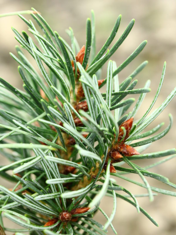 Lush, blue-green foliage has notably silver-white undersides on this globose conifer. It was found as a witch's broom "out on a limb" of a Doug Fir by Mike and Cheryl Davison.