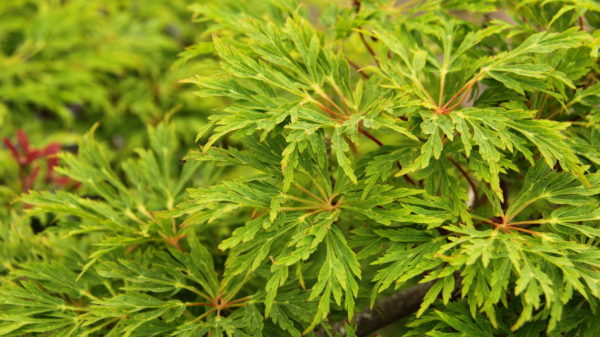 A popular, sturdy Full Moon maple, this selection has a refined, horizontal to weeping habit so it cascades down a bank or spreads gracefully. Has abundant burgundy flowers on rich green, highly dissected leaves which change to brilliant yellow, orange and crimson in fall.