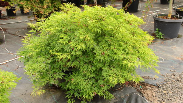 A popular, sturdy Full Moon maple, this selection has a refined, horizontal to weeping habit so it cascades down a bank or spreads gracefully. Has abundant burgundy flowers on rich green, highly dissected leaves which change to brilliant yellow, orange and crimson in fall.