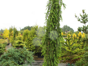 This narrow, weeping Norway Spruce has very fine, blue-green foliage. It was found by the manager at Mitsch Nursery, Susan Jones, as a chance seedling beneath 40+ year old Weeping Norway spruces.
