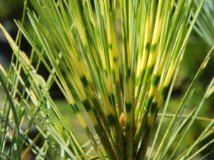 A Himalayan Pine with yellow-banded light green needles. Needles are 6" long or longer - the effect is extremely soft. An open upright form.