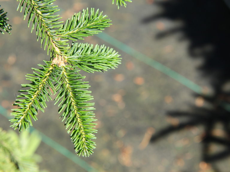 The leader and branches of this narrow, weeping balsam fir start out upright or horizontal and gradually angle down as they age. At 10 years, the lower 80% of the trees branches will be weeping and the upper 20% will extend horizontally or upright.